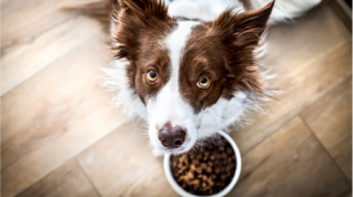 Therapeutic Nutrition for the Microbiome