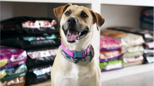 Pet Food Ingredients