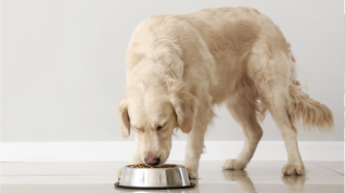Therapeutic Nutrition for Adverse Food Reactions