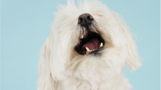 Therapeutic Nutrition for Dental Disease