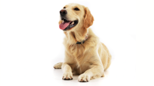 Therapeutic Nutrition for Dogs with Osteoarthritis