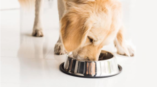 Therapeutic Nutrition for Lower Urinary Tract Signs
